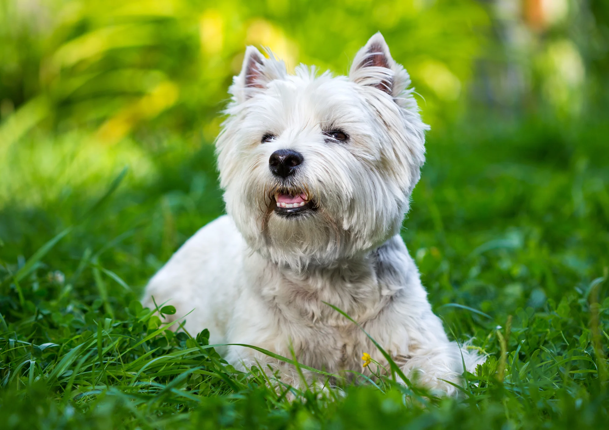 Chien de race West Highland White Terrier